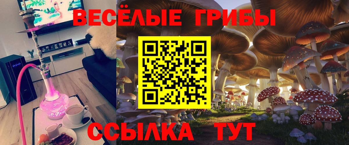 Чернушка  Псилоцибиновые грибы Magic Shrooms  Вход с VPN  Галлюциногенные грибы Magic Shrooms 